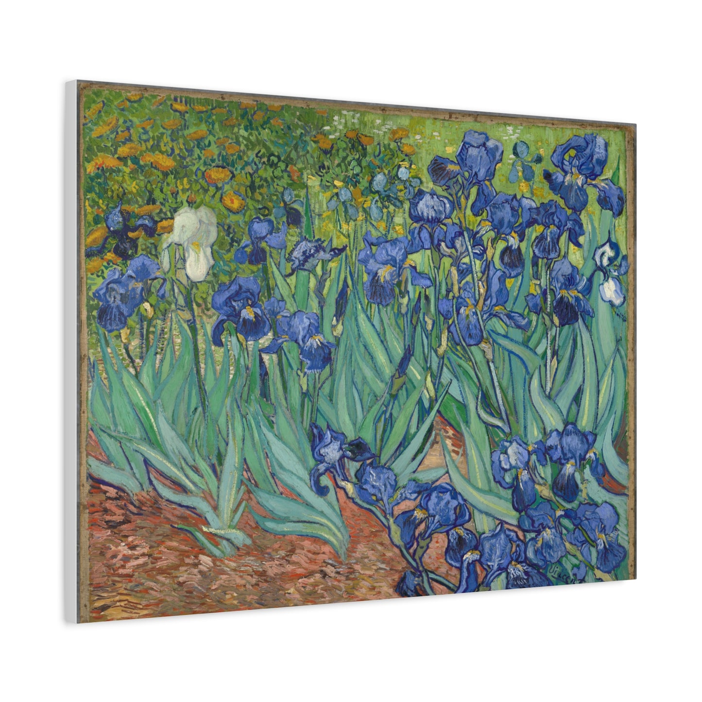 Irises Canvas Print