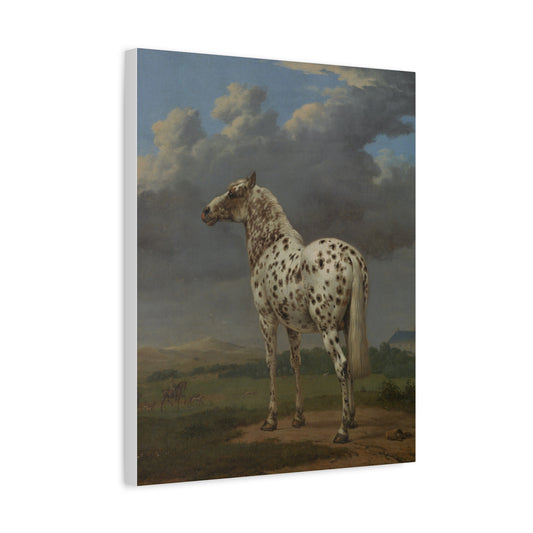 The Piebald Horse Canvas Print